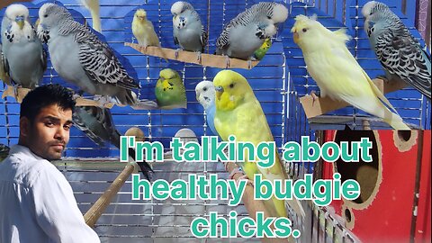 Is the budgie with its chicks healthy?