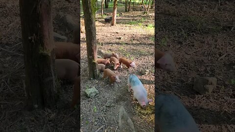 Cute Little Piggies @UncleTimsFarm #kärnəvór #carnivore #shorts #hereford #freerangepigs