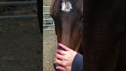 Pressure and release with Ava the brumby. Herd dynamics.