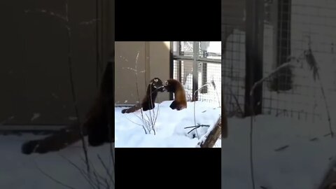 Animais engraçados 14 se divertindo na neve #shorts