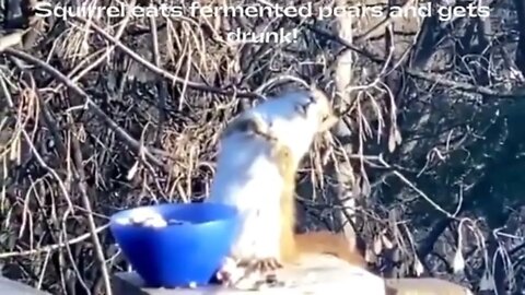 Squirrel eats fermented pears and gets drunk!