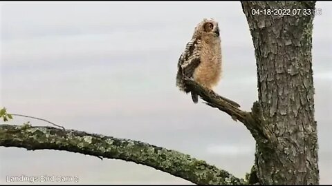 Owlbrey Leaves After Mom 🦉 4/18/22 07:33