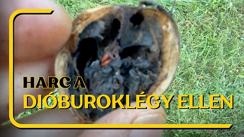 ⚠️🐛 🪰 Harc Nyugati dióburok fúrólégy ellen - Rhagoletis completa