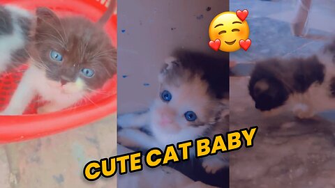 Cute cat baby 🐈