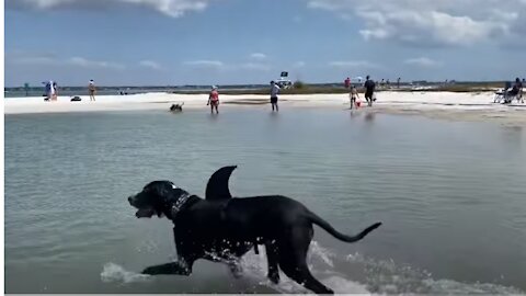 Funny Great Dane Shark Loves Swimming At Florida Dog Beach