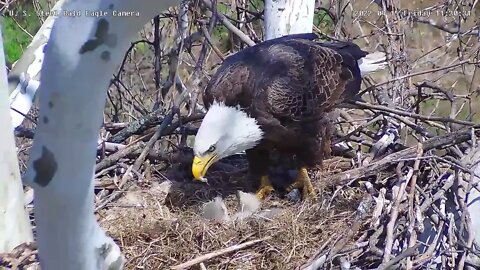 USS Eagles - Eaglets pulling food off