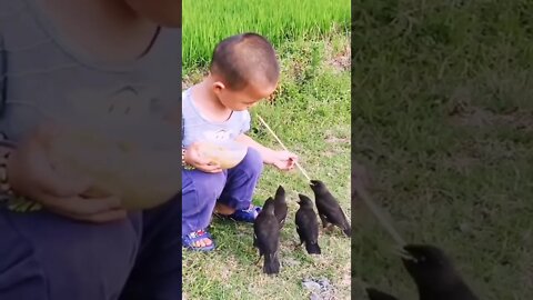 A boy feeding little birds with innate love and cordial care. 👏👏👏