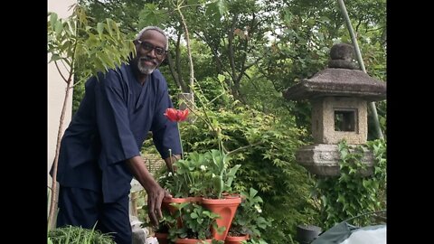 A Successful Transplanting of Squashes