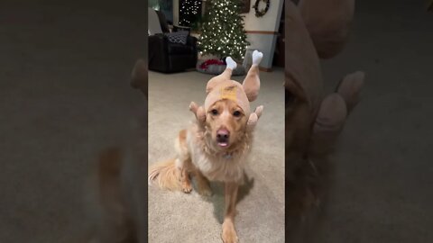 When turkey 🦃 is all over your head 🤣😅