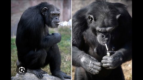 "Chimpanzee Caught on Camera: Shocking Smoking Habits!"