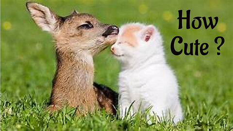 Cute baby animals Videos Compilation - how are these this cute!!