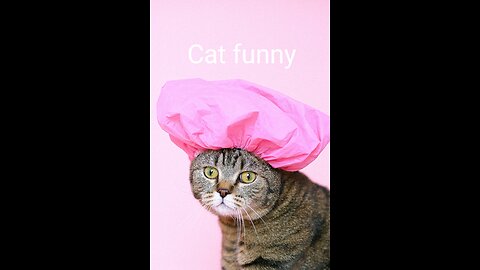 "Pawsitively Hilarious: Feline Follies and Purrfect Pranks - A Meowsterpiece of a Funny Cat Video!"