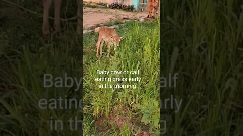 Baby cow 🐄 or calf eating grass early in the morning,#shorts,#babycow,#calf,#animallover,#grasseat