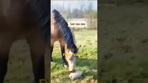 Horse Dog & Turtle Funny Movements Funny Videos.