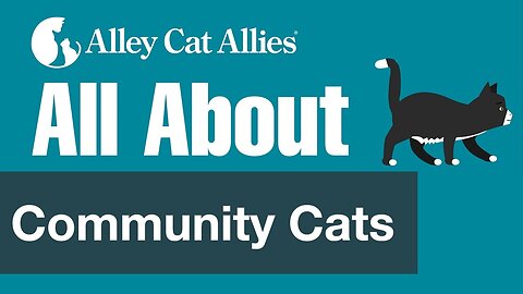 All About Community Cats | Alley Cat Allies