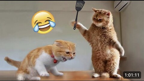 1 Hour of Funniest Animals 2023 - Funniest Cats and Dogs😽