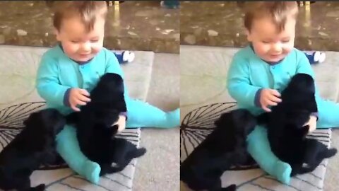 Amazing video where a cute baby is playing with puppies