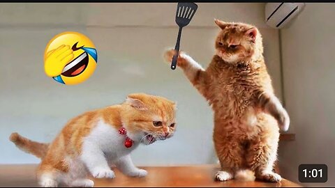 Cat Funny Video 😂