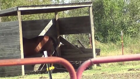 Discussing The Difference Between Good & Bad Horse Run In Shelters - Kick Walls