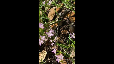 She’s a working girl. Girl! Male bees do not work.