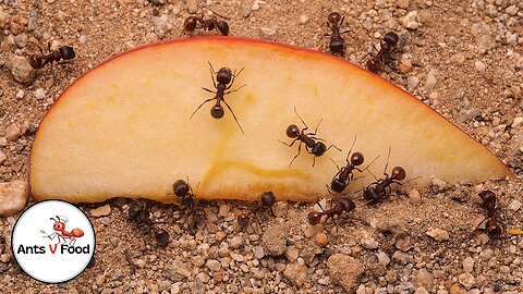 Ant Colony vs Apple Time-Lapse #short