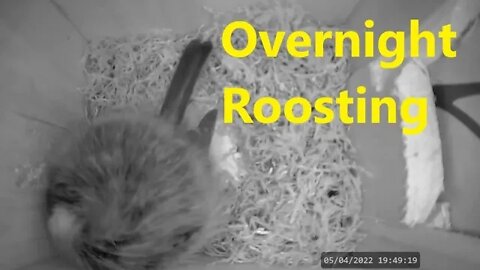 First Night Roosting