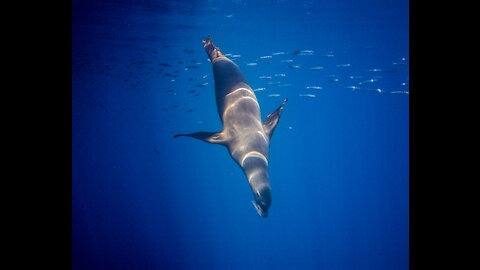 Cute California fur seal visits scuba divers in shark cage.