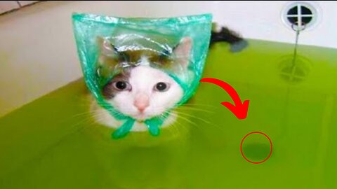 Funniest Cat Videos You'll Ever See