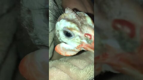 Disabled guinea fowl sits on owner’s lap while working. Warning dirt farm finger nails