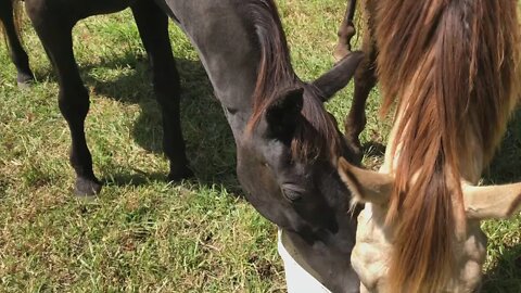 Feeding the horses, Henry steals the scoop, Penny keeps stealing Arthur's food. Calamity I tell ya!