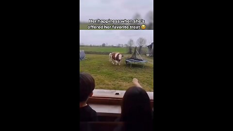 Cute cow video