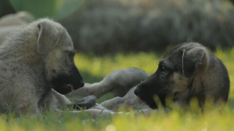 Dogs playing