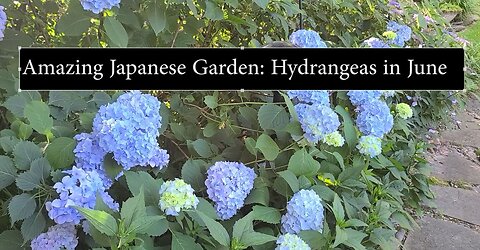 Amazing Japanese Garden: Hydrangeas in June