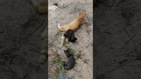 kitten VS MOM cat tail