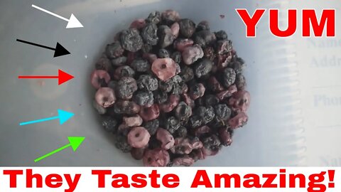 How To Dehydrate Blue Berries By Homestead Tessies Son