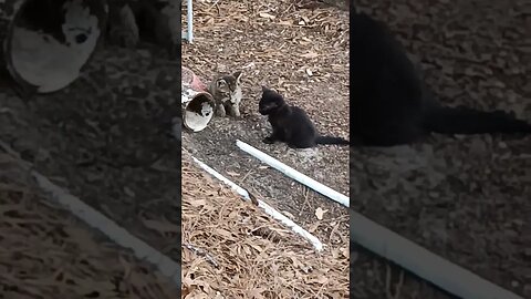 wild kittens appeared #shortsfeed #kittycat #kitty #shortsvideo #youtubeshorts