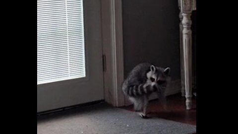 Pet Raccoon Chases Its Tail