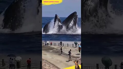 😱 Incredible Scary Whale 🐋 Coming out of the Sea! #Shorts