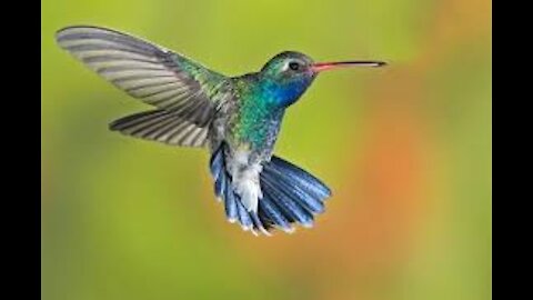 Humming Bird Fly & Food