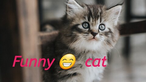 Fanny animals, funny 😁 cat, funny dog