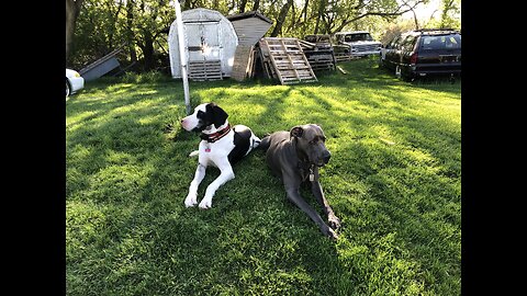 Great Danes Bosco and Hailey playing ball.