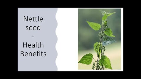 Nettle Seed Benefits - Adaptogen - Energy, Enthusiasm, Vitality, Zest for life & Motivation