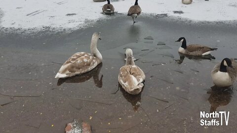 Westport Lake, Stoke-on-Trent (02-01-2021)