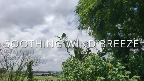 Wind breeze, relaxing wind sounds for stress relief, Nature white noise for 30 minutes