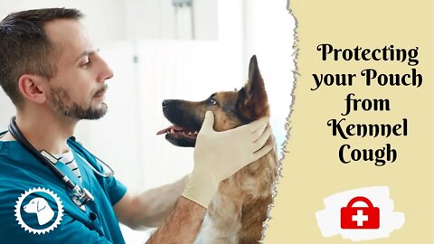 Bordetella Vaccine For Dogs: Protecting Your Pooch From Kennel | DOG HEALTH 🐶 Brooklyn's Corner