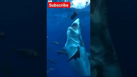 INCREDIBLE - Big SHARK Attack to ENEMY #short