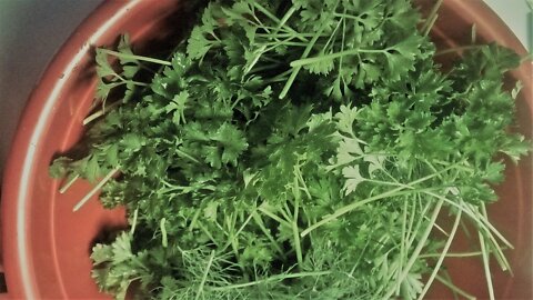 Parsley contains many Vitamins & Minerals