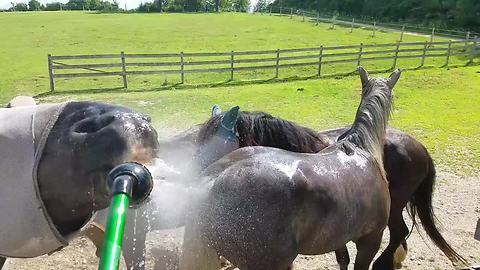 Silly Horse Gets Cooled Off By Hose