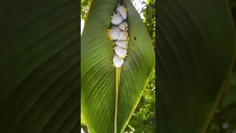 Honduran white bats