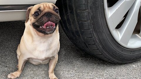 Experiment Car vs Dog | Crushing crunchy & soft things by car